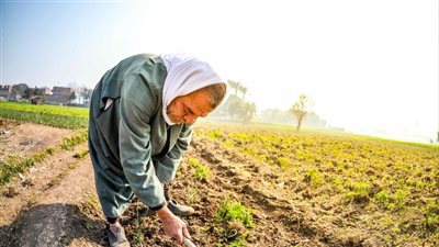 تطوير قانون التعاونيات أداة فعالة للنهوض بالإنتاج الزراعي والحيواني 