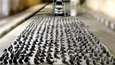 النيابة العامة تكشف تفاصيل تصفية عناصر إجرامية خطيرة بأسيوط