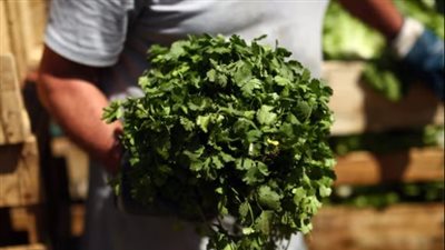 عشبة تقلل الانتفاخ وتعيد توازن نسب الماء داخل الجسم.. تعرف عليها