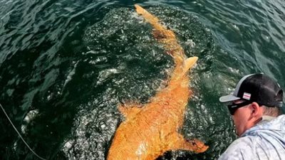 اكتشاف نادر في أعماق الكاريبي..سمكة قرش برتقالية اللون