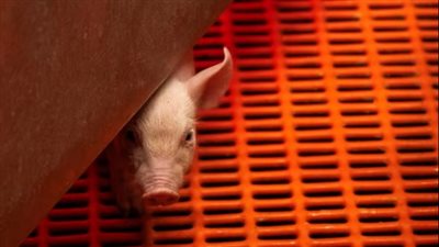 إنجاز طبي غير مسبوق: أول عملية زرع رئة من خنزير إلى إنسان