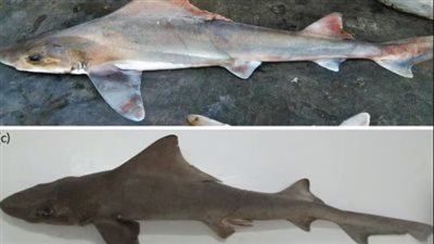 عودة قرش نادر غلى الحياة بعد 50 عاما على اختفائه في غينيا