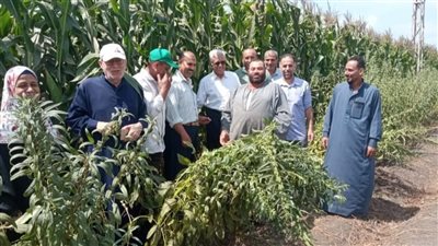 زراعة الشرقية تنظم ندوة إرشادية للنهوض بمحصول الذرة الشامية بفاقوس