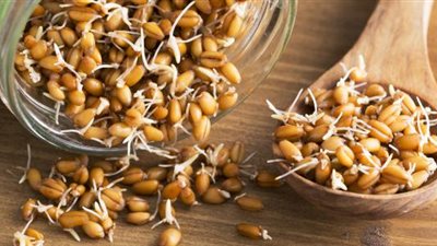 طبيبة تكشف فوائد غير متوقعة لبراعم القمح