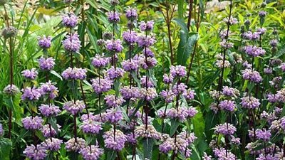 زيت اللافندر.. علاج عشبي رخيص يعيد الأمل لمرضى القلق