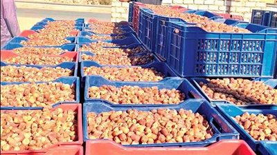 بلح الوادي الجديد يتصدر الأسواق ويحقق أرباحًا قياسية للمزارعين