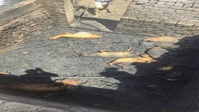 نفوق الماشية والأغنام بحريق مفاجئ شرق كوبري المظليطين أسيوط