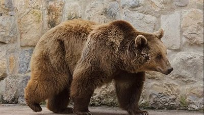 اكتشاف أحفوري نادر لدب يكشف أن الرومان كانوا يقاتلون الدببة في الساحات