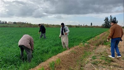 فلاحو مصر فى عيدهم.. نطالب الحكومة بالاهتمام بالفلاح واعادة التصدير وتوفير الاسمدة