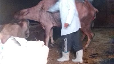  تحصين  157 ألف رأس ماشية ضد الحمى القلاعية بالدقهلية