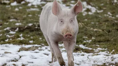  مريض يعيش 6 أشهر بكلية مزروعة من خنزير (تفاصيل)