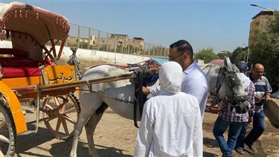 محافظ الجيزة: تحصين 160 ألف رأس ماشية ضمن الحملة القومية للحفاظ على الثروة الحيوانية