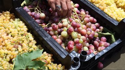 أبرز الفواكه المفيدة لصحة القلب