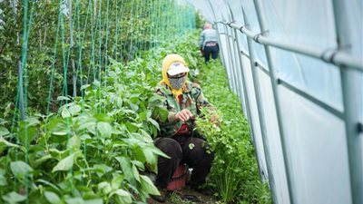 خبراء يحذرون.. بلاستيك مجهري يتسلل إلى الخضراوات ويهدد الصحة