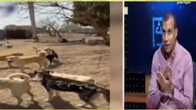 مؤسسة حماية الحيوان تُطالب بضوابط للتعامل مع الكلاب الحرة بعد انتشار الثعابين