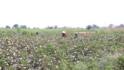 وكيل زراعة القليوبية: تطبيق أحدث التقنيات وتحسين الأصناف في زراعة القطن