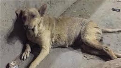 كارثة حدائق الأهرام.. وفاة 500 كلب بتسمم متعمد