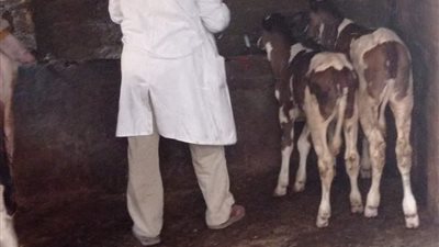 تحصين 230 ألف رأس ماشية ضد مرض الحمى القلاعية بالدقهلية 