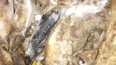  المنوفية: تحرير 231 محضر وضبط أكثر من طن أسماك غير صالحة 