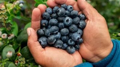حبات قليلة من التوت الأزرق في الصغر.. يعزز صحتك مدى الحياة