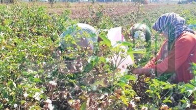 انطلاق موسم جني القطن بالبحيرة.. وفرحة الحصاد تتوج تعب الفلاحين
