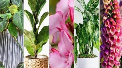 نباتات منزلية تشكل خطرًا على صحتك.. تعرف عليها