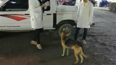 الاسكندرية على قدم وساق لحماية المواطنين من سعار الكلاب الضالة