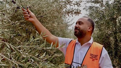 المتعافون من الإدمان يحصدون شجر الزيتون داخل مركز العزيمة بمطروح