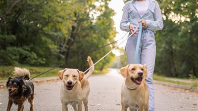 نتائج صادمة.. ساعة من اللعب أسبوعيا مع الحيوانات الأليفة تؤخر الشيخوخة لدى النساء
