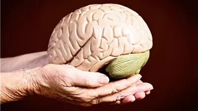 نتائج صادمة.. علماء يفسرون آلية خفية بين الأمعاء والدماغ