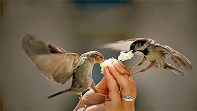 13 سببًا لتحصيل البركة في الرزق