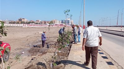 زراعة الأشجار ببرج البرلس ضمن المبادرة الرئاسية «100 مليون شجرة