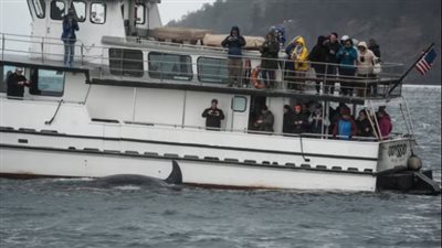 كابلات الإنترنت تحت البحر.. أداة جديدة لإنقاذ الحيتان القاتلة المهددة بالانقراض