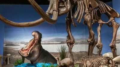 أفراس النهر عاشت في قلب أوروبا قبل 40 ألف عام