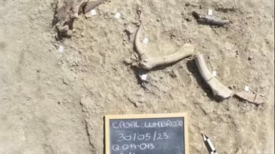 عمره 400 ألف عام.. اكتشاف هيكل فيل عملاق يكشف أسرار البشر الأوائل