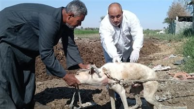 تحصين 56 كلب ضال ضد مرض السعار بالفيوم 