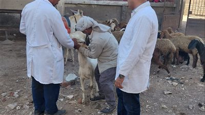 السبت.. انطلاق الحملة القومية الثالثة للتحصين بلقاح الحمى القلاعية 