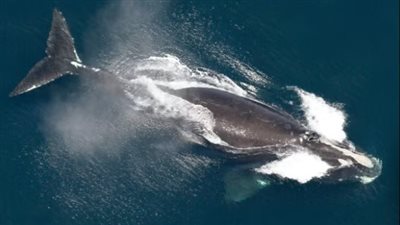 العلماء يرصدون بوادر تعافٍ في أعداد حيتان شمال الأطلسي المهددة بالانقراض