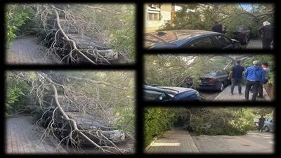 سقوط شجرة ضخمة يضرب مدينة أكتوبر وتلفيات في 7 سيارات
