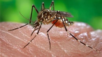 اكتشاف طريقة لوقف انتشار فيروسات حمى 