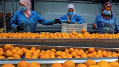 صادرات المحاصيل الزراعية المصرية تواصل النمو.. إنجاز جديد للقطاع الزراعي في الأسواق العالمية