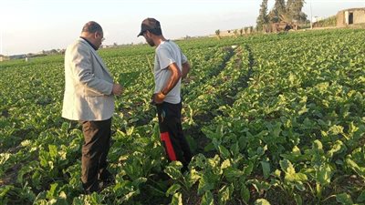 وكيل زراعة البحيرة يتفقد حقول البنجر بأبو حمص