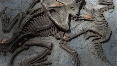 علماء يكشفون لغز مومياوات ديناصورات محفوظة بطريقة غير مسبوقة