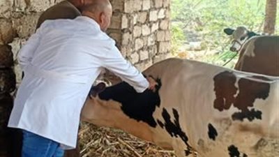 تحصين 45 ألف رأس ماشية بالحملة القومية ضد الحمى القلاعية بالمنيا