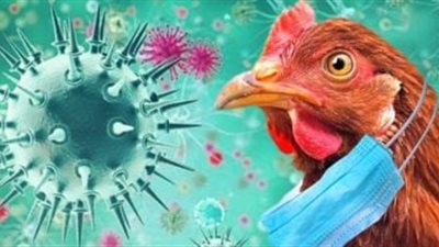 علماء يتوصلون للقاح تجريبي ضد جميع سلالات إنفلونزا الطيور 