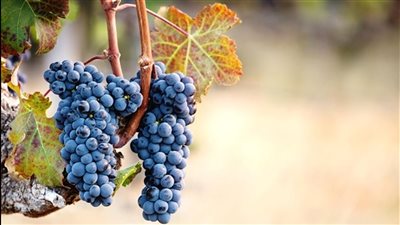 العنب الأسود.. فاكهة مضادة للشيخوخة تحمي القلب وتجدد خلايا البشرة