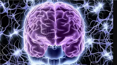 تجنبها.. باحثون يحددون الأطعمة السريعة الأكثر ضررا للدماغ