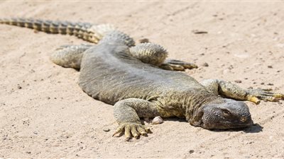 حديقة حيوانات موسكو تستقبل زوج من السحالي المصرية ذات الذيل الشوكي| ما السبب؟