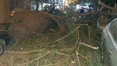 تهشم 3 سيارات في سقوط شجرة ضخمة بالمنيل