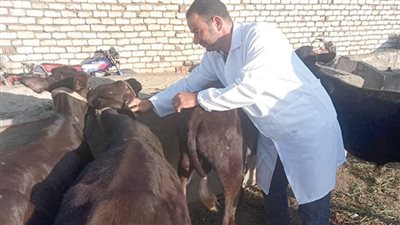 الحقيقة الغائبة في تفشى الحمى القلاعية 